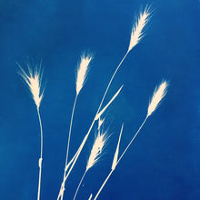 Afbeelding in Gallery-weergave laden, Sténoflex - Cyanotype photography kit - blue