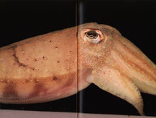 Afbeelding in Gallery-weergave laden, Bianca Baldi - Play-White