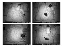 Afbeelding in Gallery-weergave laden, Josefien Tondeleir - Nest