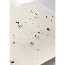 Afbeelding in Gallery-weergave laden, Close-up van zaadpapier met kiemende plantjes