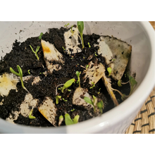 Afbeelding in Gallery-weergave laden, Stukjes zaadpapier in een pot aarde met jonge plantjes