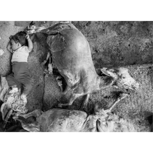Afbeelding in Gallery-weergave laden, Zwart-witfoto uit Infancia: een klein kind dat naast een dier ligt