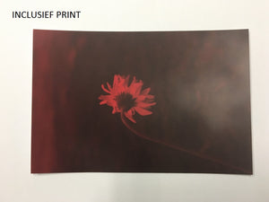 Alice Pallot - Suillus, Looking at the sun with closed eyelids - SPECIAL EDITION